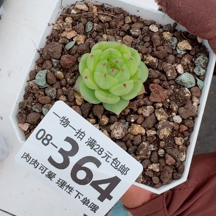 很小！熊猫珍妮多肉无盆土发货多