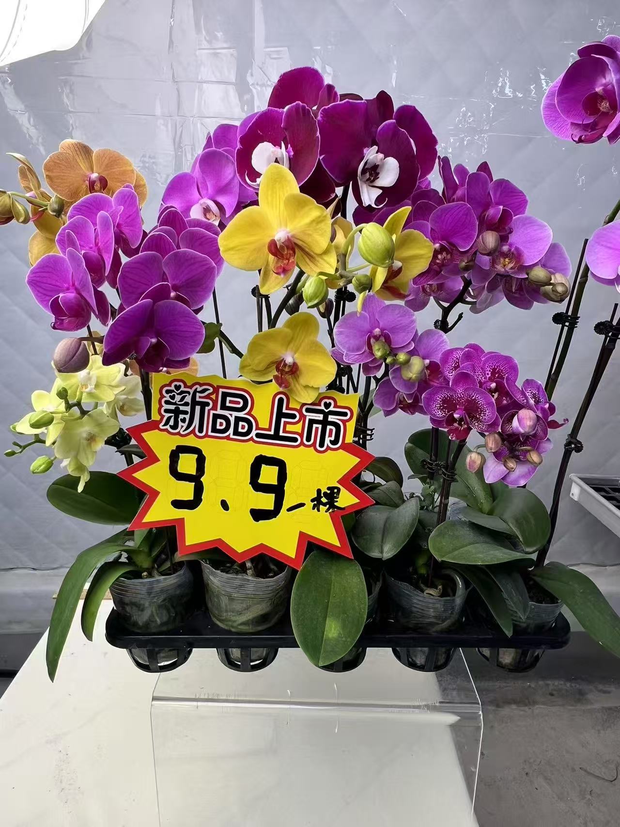 蝴蝶兰【随机发】鲜花随机发，佛山基地直发好养活