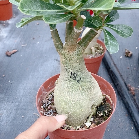 【闪购商品】无花朵不****N