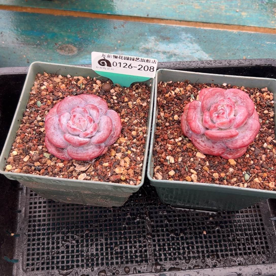 多肉一物一拍0126-208