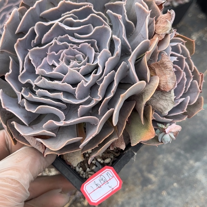 汤***安娜泽维尔玫瑰一颗单 头