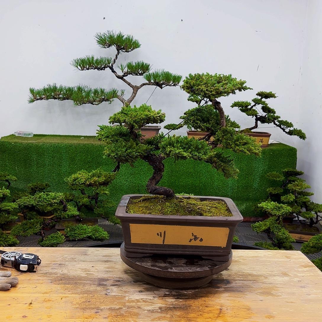 盆景盆景哦家盆景