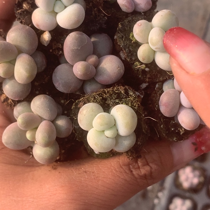 糖果10颗。（满9.99包邮不满9.99发叶子）