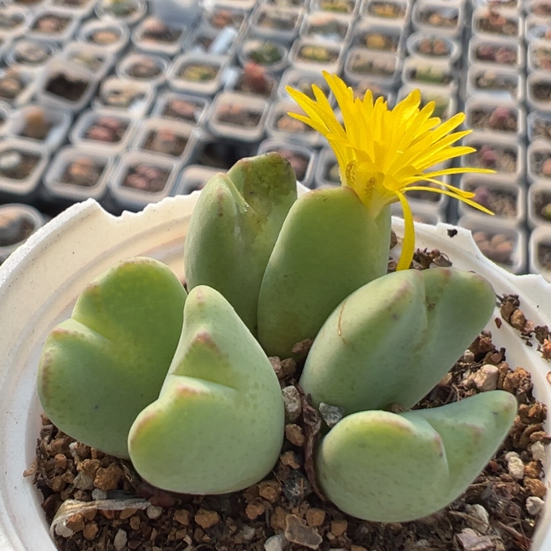 107多肉植物百科植物