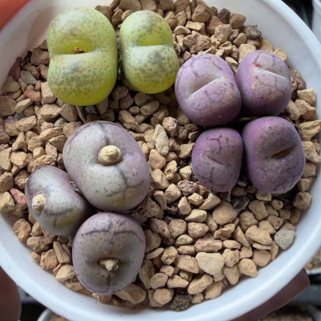 毛杂母本一盒福利407号