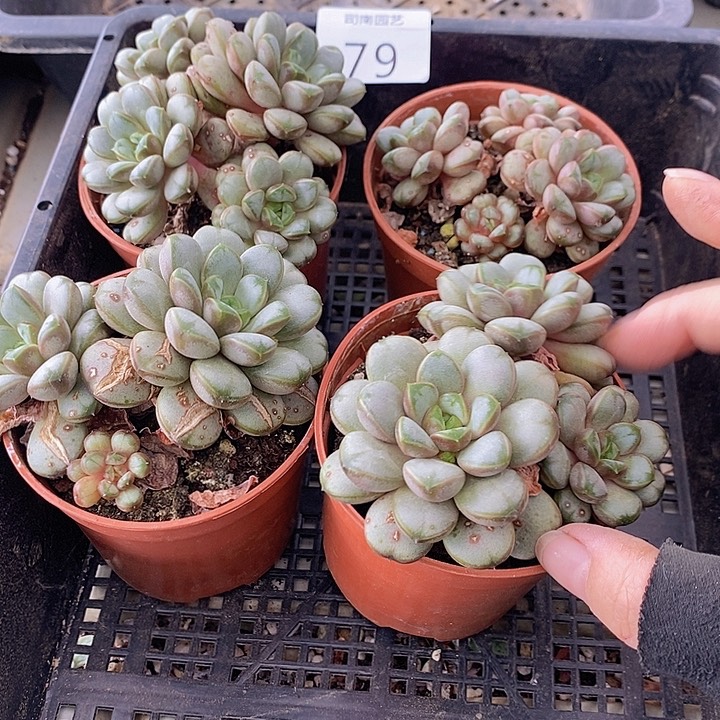 79 多肉植物盆栽花卉植物