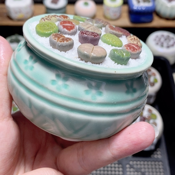 精美盆栽 一物一拍1719