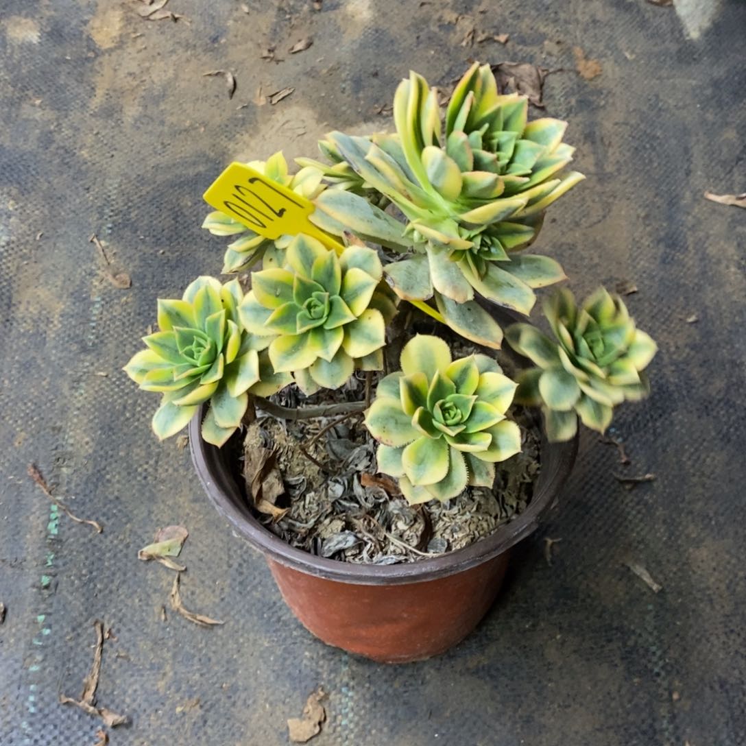 红陶0127星爆一物一哦