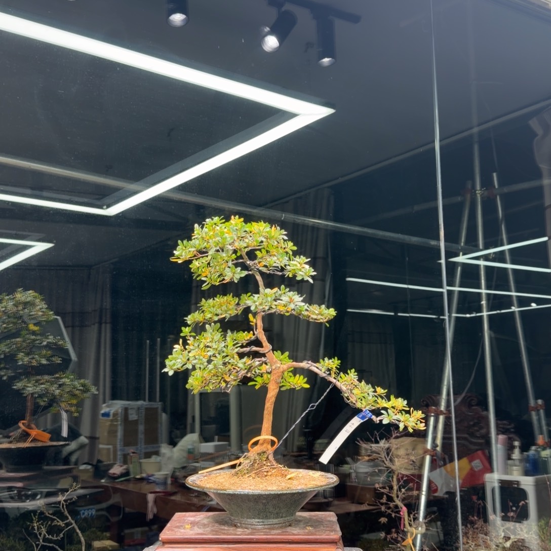 小***.无花朵花卉苗木花卉苗木0249