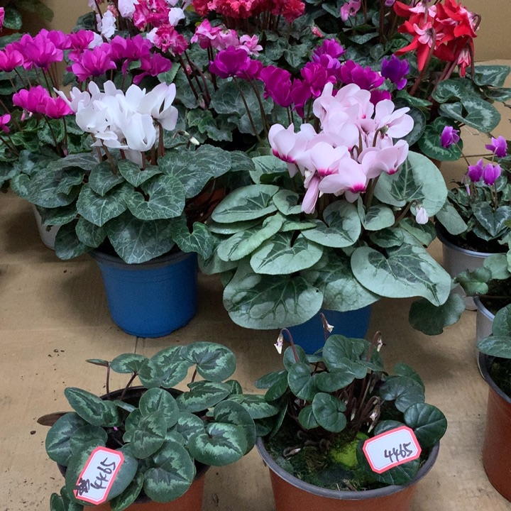 彬***k无花朵开箱无问题后期无售后