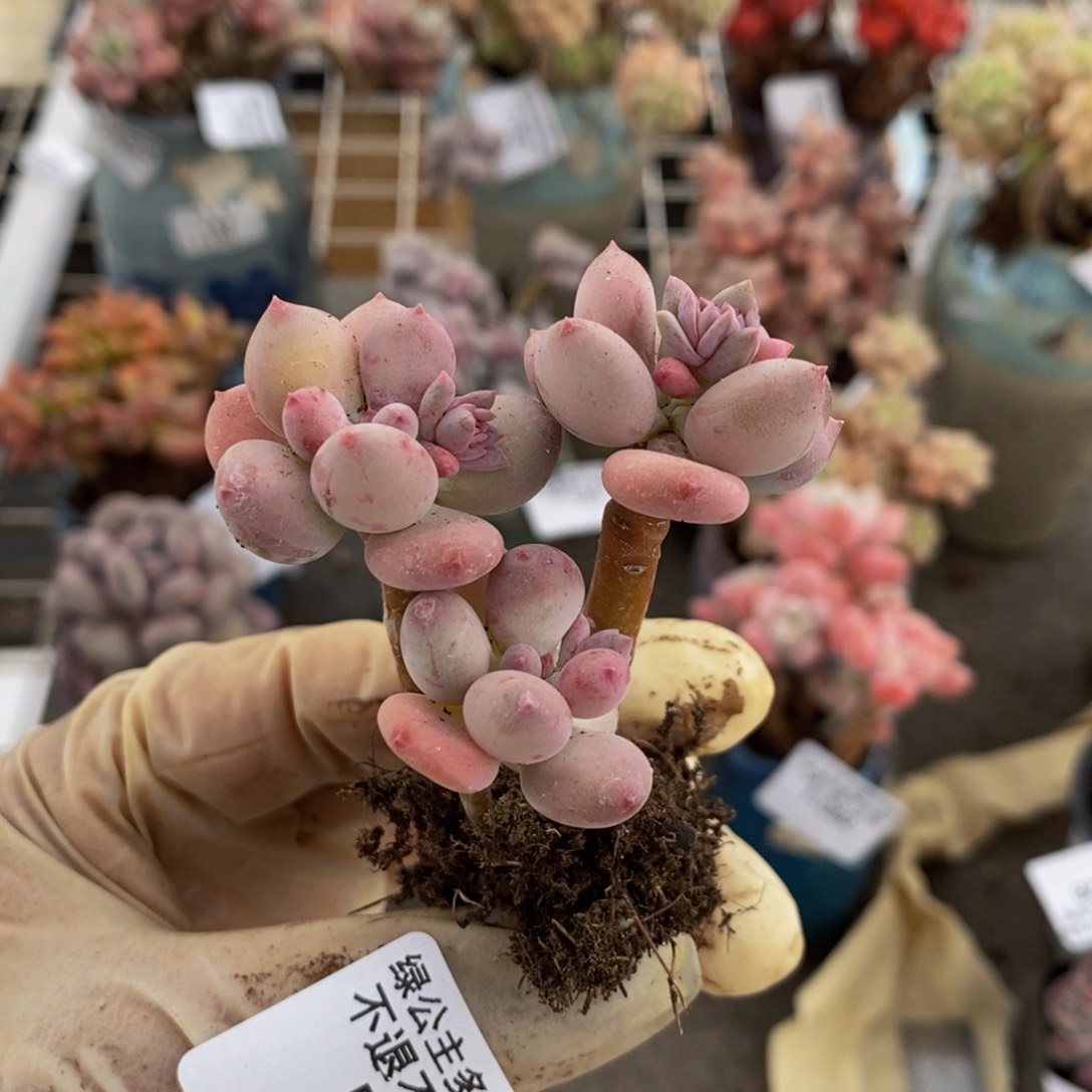 苹果奶066/4cm叶片发黄