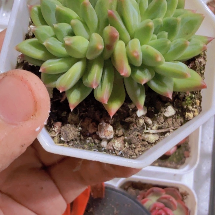 甲骨文双头一颗八角盆