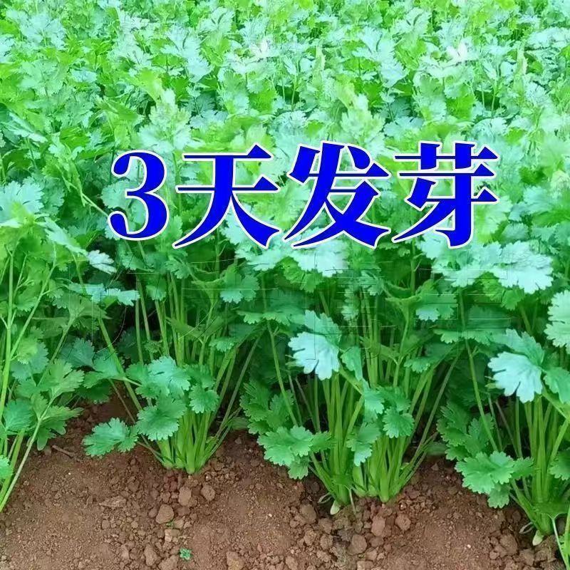 【可越冬】香菜种子四季大叶香菜芫荽种子耐寒抗冻秋冬季蔬菜种子