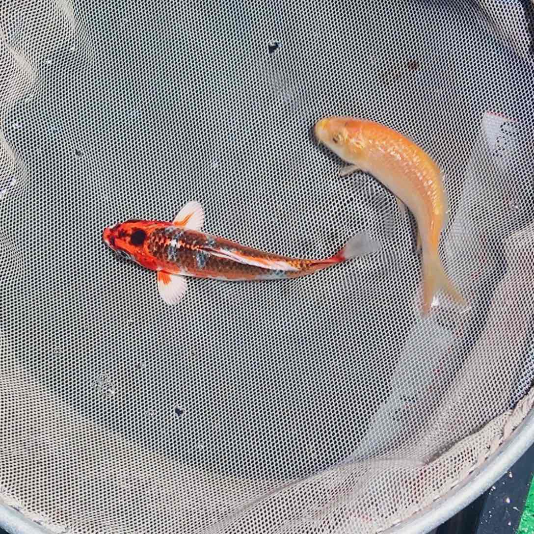 锦鲤锦鲤观赏鱼111