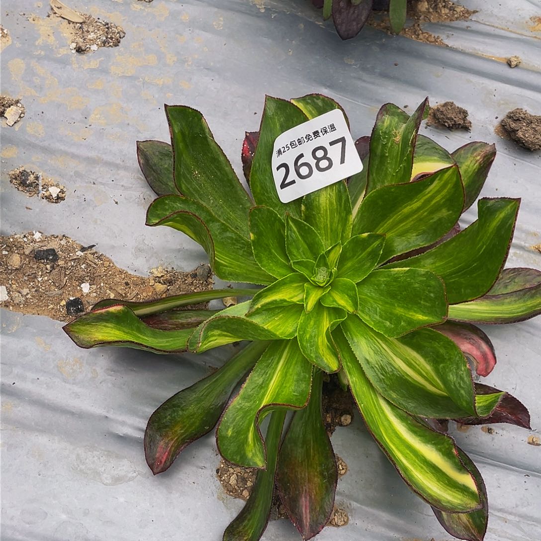 2687魅影七彩多肉植物