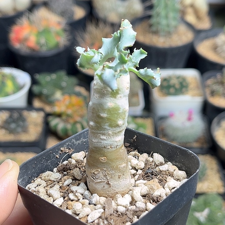 雪露厚敦菊一物一拍