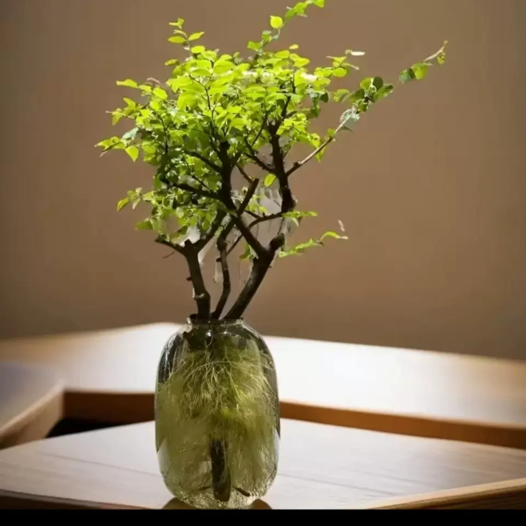 网红水培小叶女贞遇水生根鲜切枝四季常青绿植花卉客厅办公桌易养