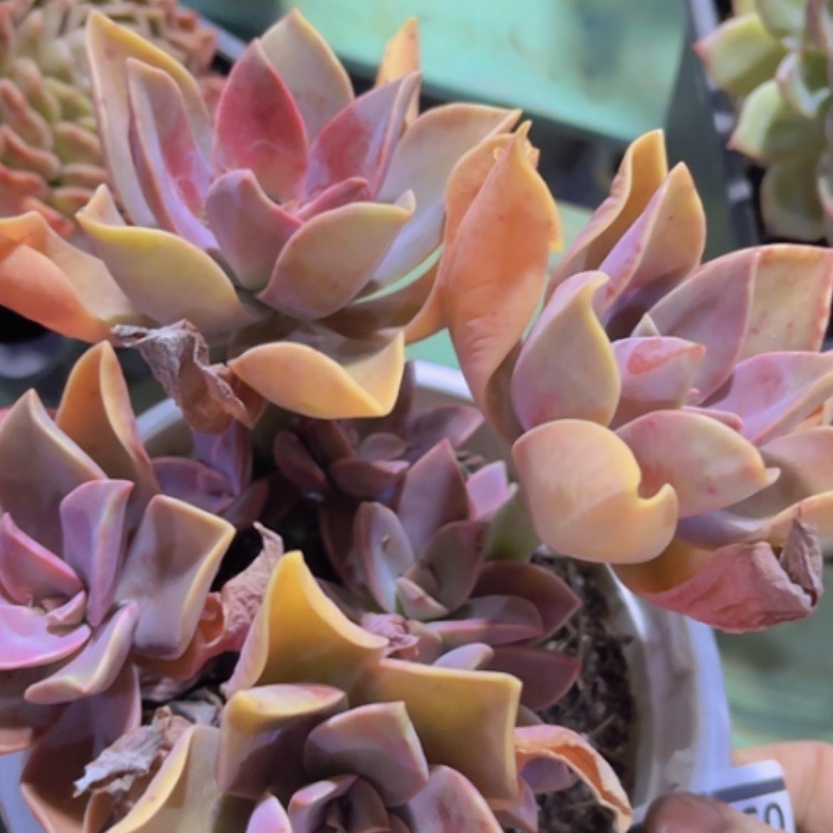 【闪购商品】太妃糖03353