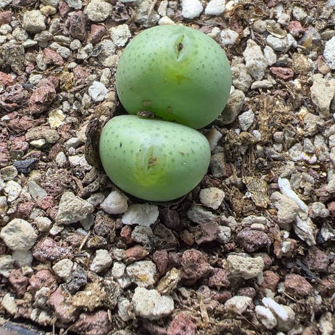 1-179肉锥多肉植物