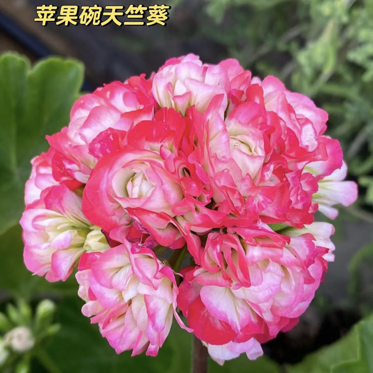 新疆包邮！炫彩重瓣苹果碗天竺葵精美花卉阳台室内好养绿植