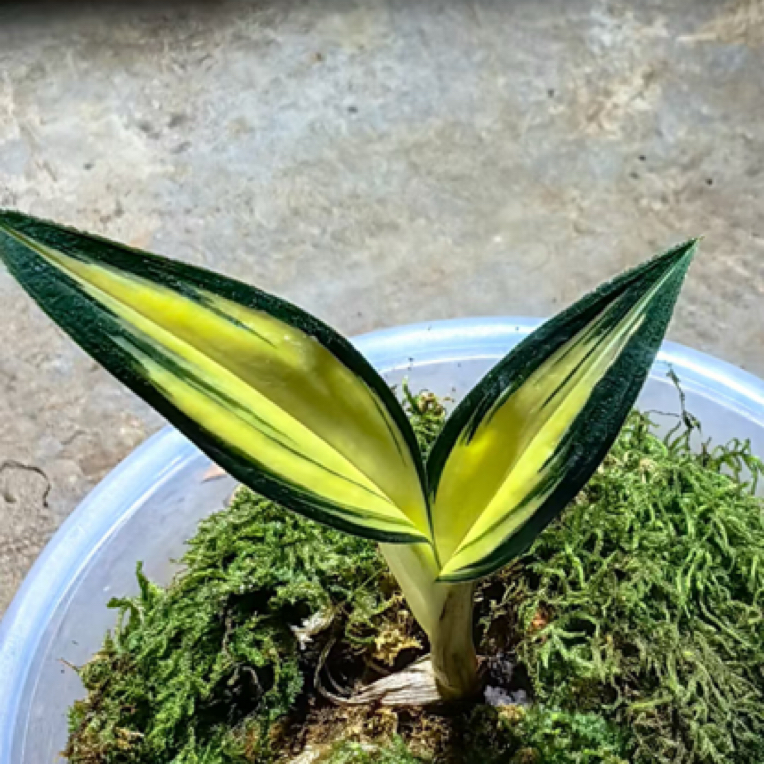 永腾兔耳兰（专拍链接）