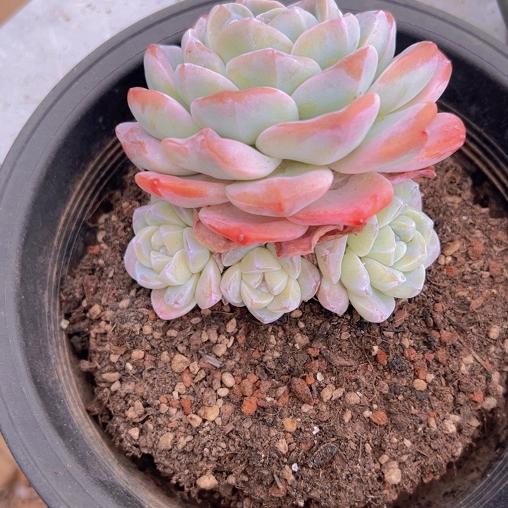 健健康康平平安安多肉植物