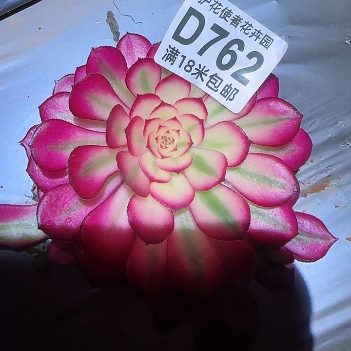 多肉法师淘宝福利