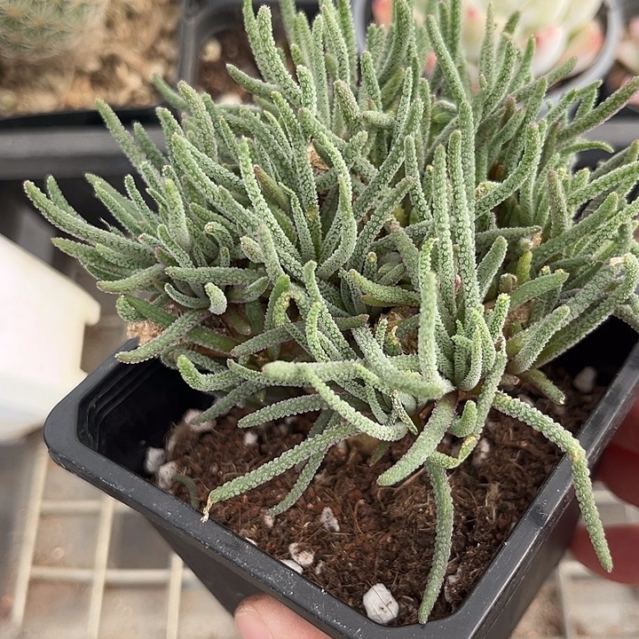 我也不知道我为什么要这样