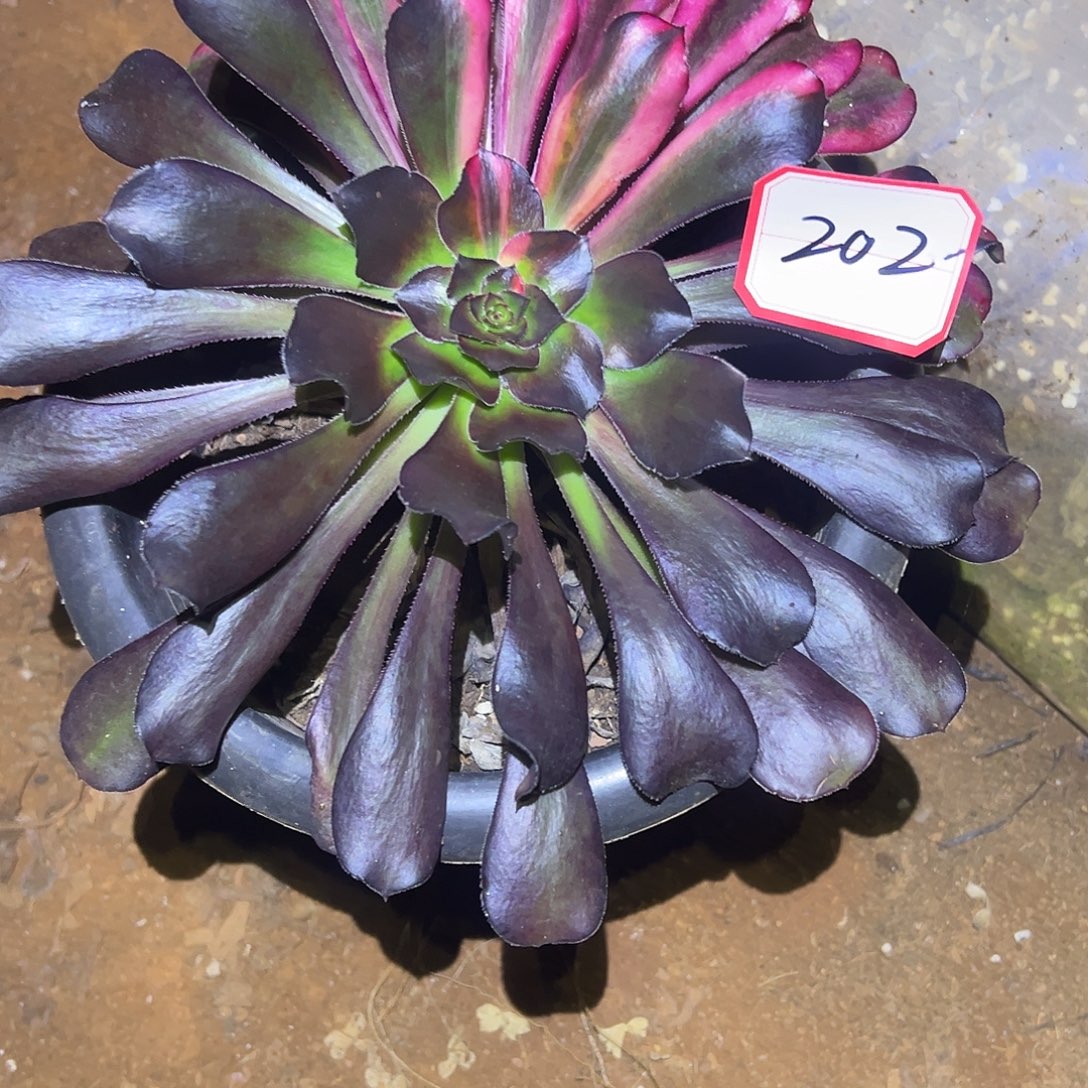 草***丁精品多肉植物202花蝴蝶