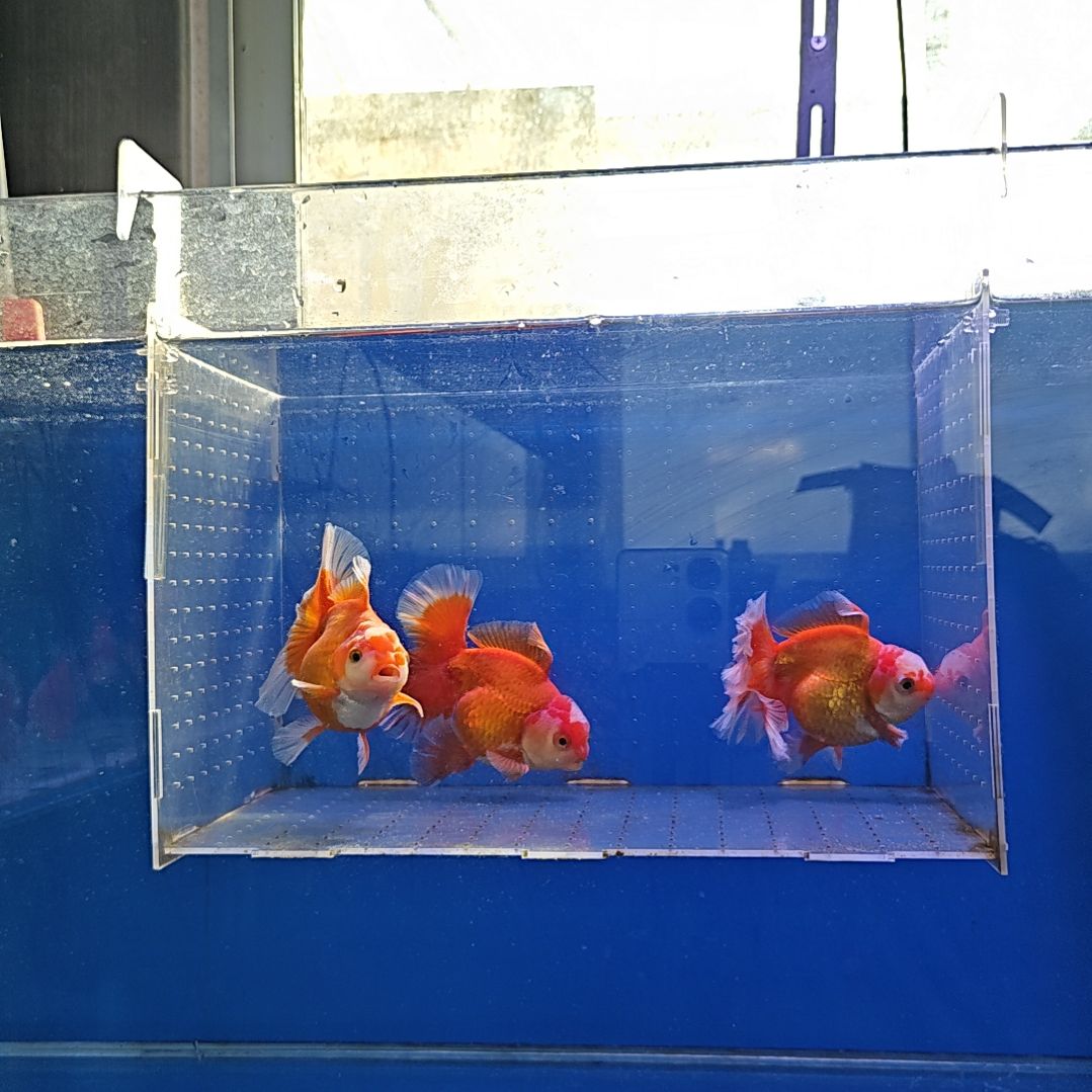 海水鱼8直播间看好下单不退不换到货录完整开箱视频有售后
