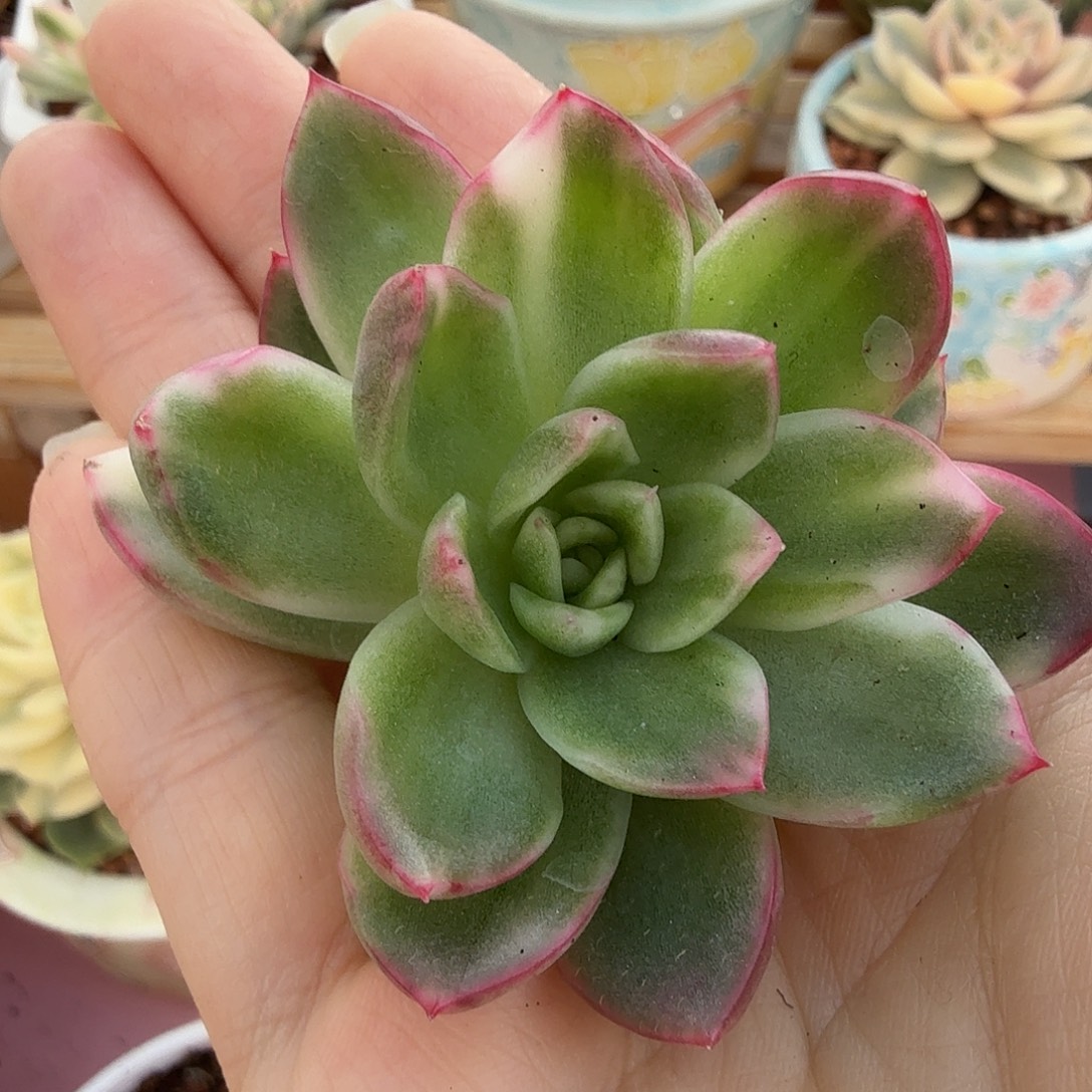 东云锦，多肉植物。