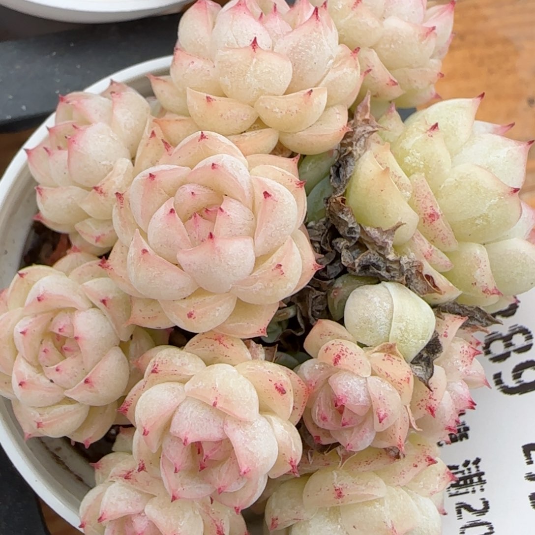 花语逸镜0203-389