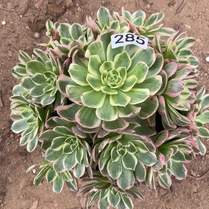 无花朵285多肉植物海王