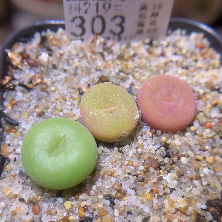  精品生石花219.303