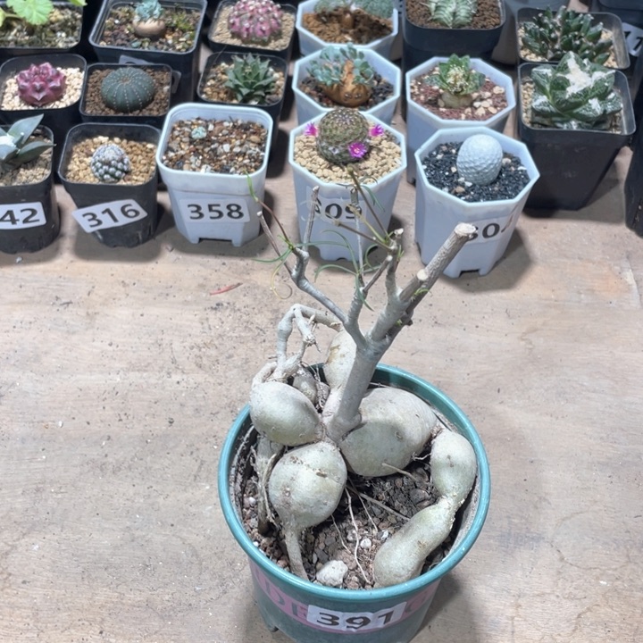 391柳叶麒麟块根