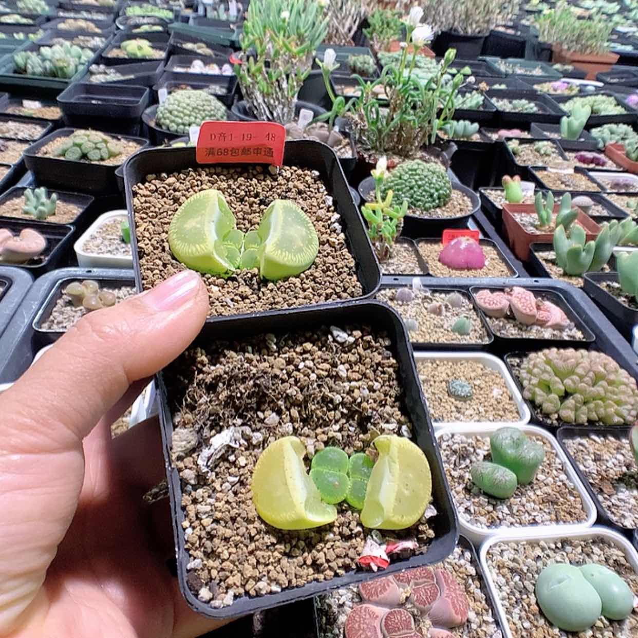 【闪购商品】1-19-48绿光阳2颗特 20