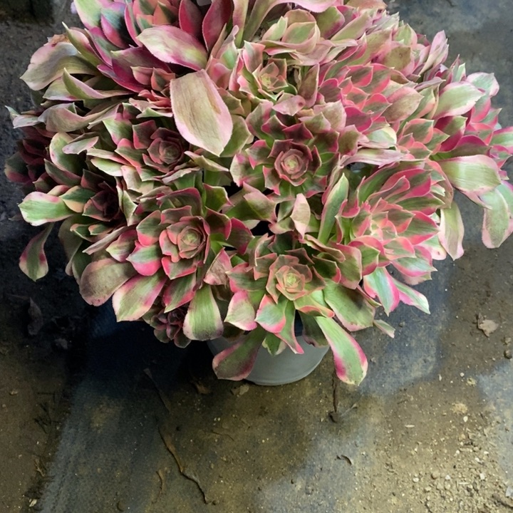 妖月多肉断头不包1470