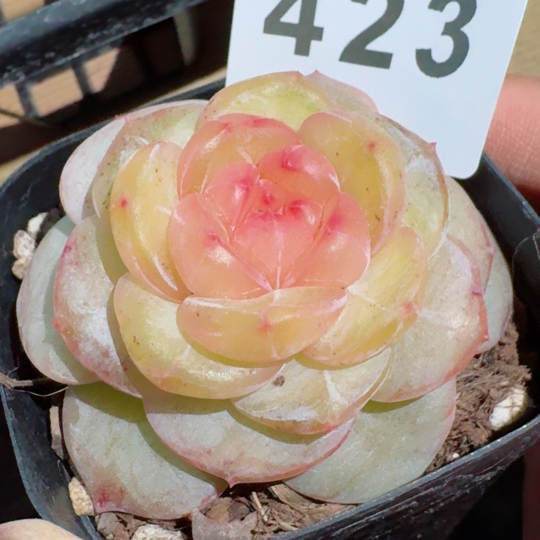 。*美酒         精品多肉