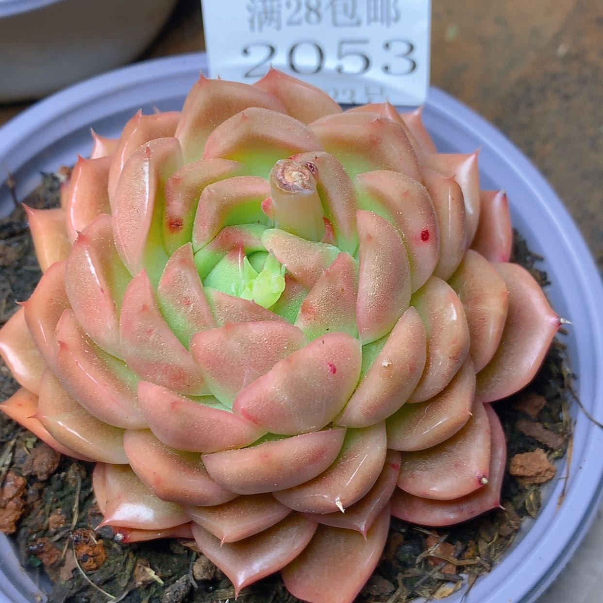 【闪购商品】云2053