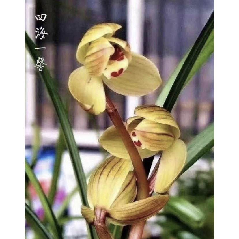 【四海一鑫】莲瓣兰名品 国兰2苗 花开浓香 好养易活 对版人工种植