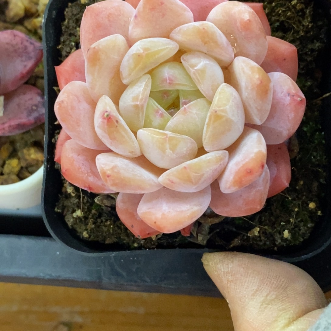 精品多肉一物一一拍不包整444