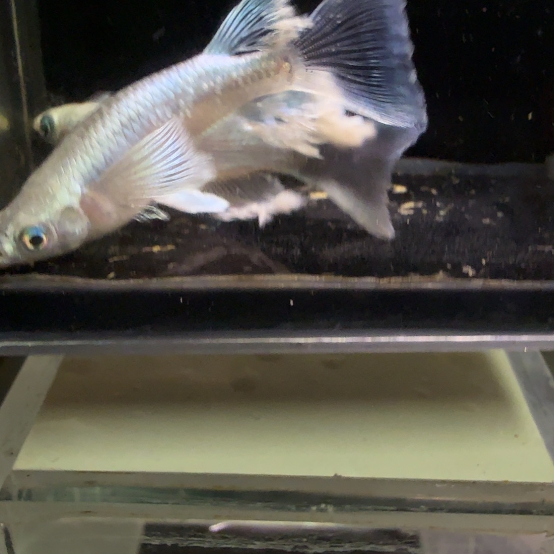 青鳉鱼一物一拍179