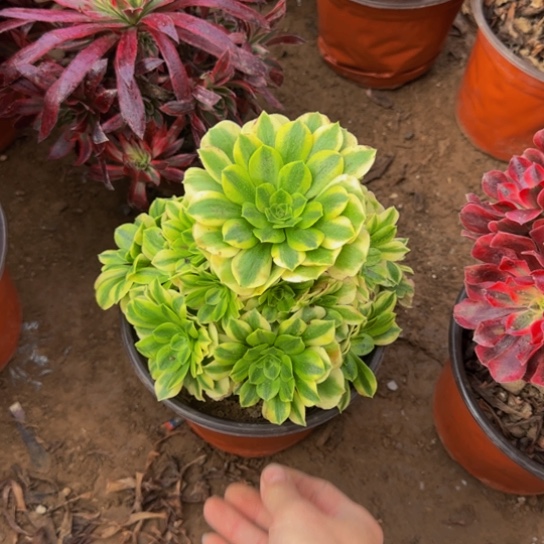 金丝翡翠9.9多肉植物