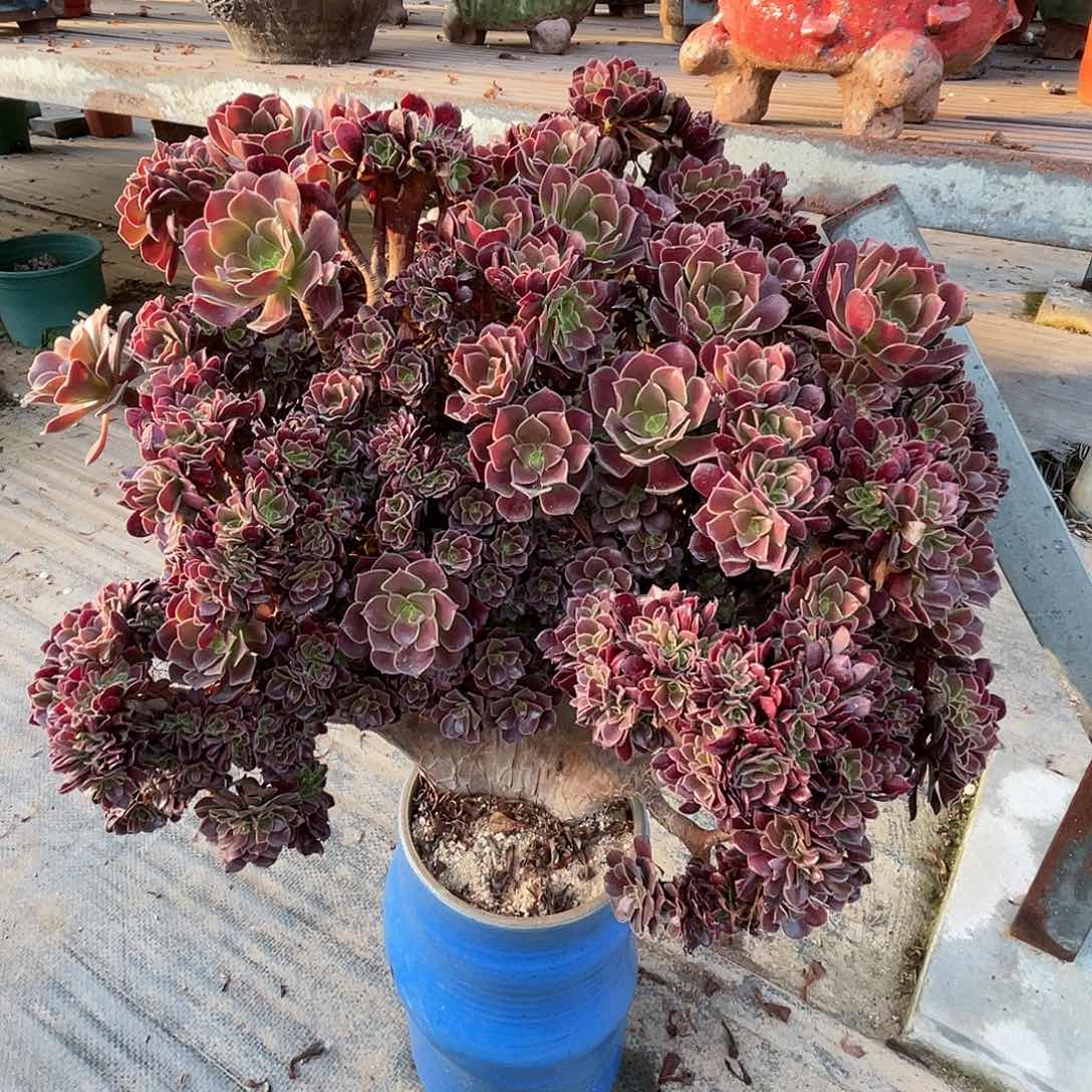【闪购商品】无花朵梅花朵朵