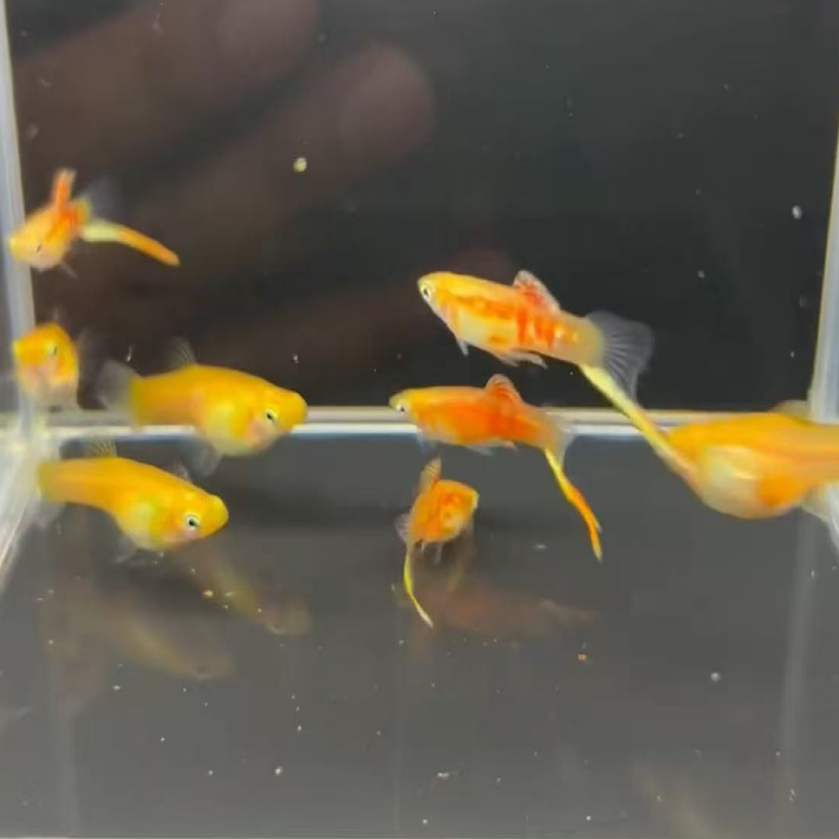黄化维也纳底剑剑尾孔雀高端小鱼儿