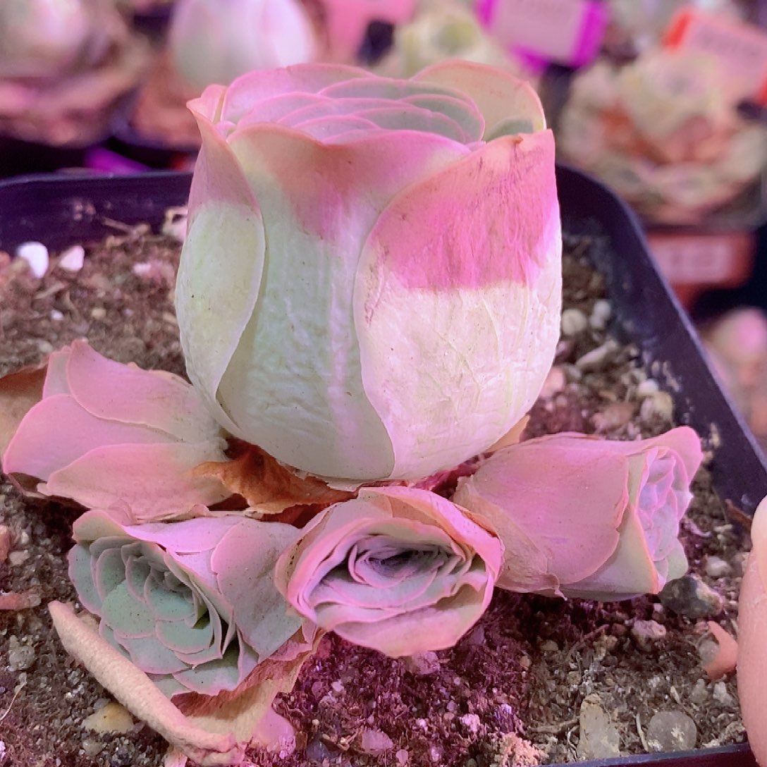 骏***哥山地玫瑰一物一拍190紫芙