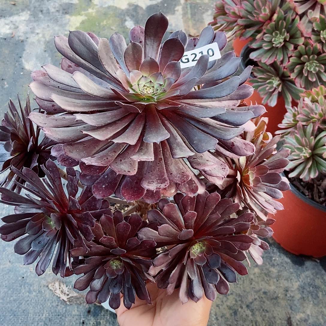 红陶210黑铜壶3多肉