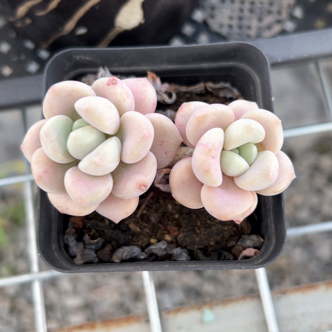 花斑鹿（满38包邮）多肉