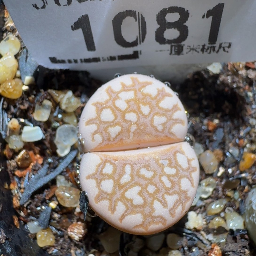 zzzz生石花肉锥10813粉