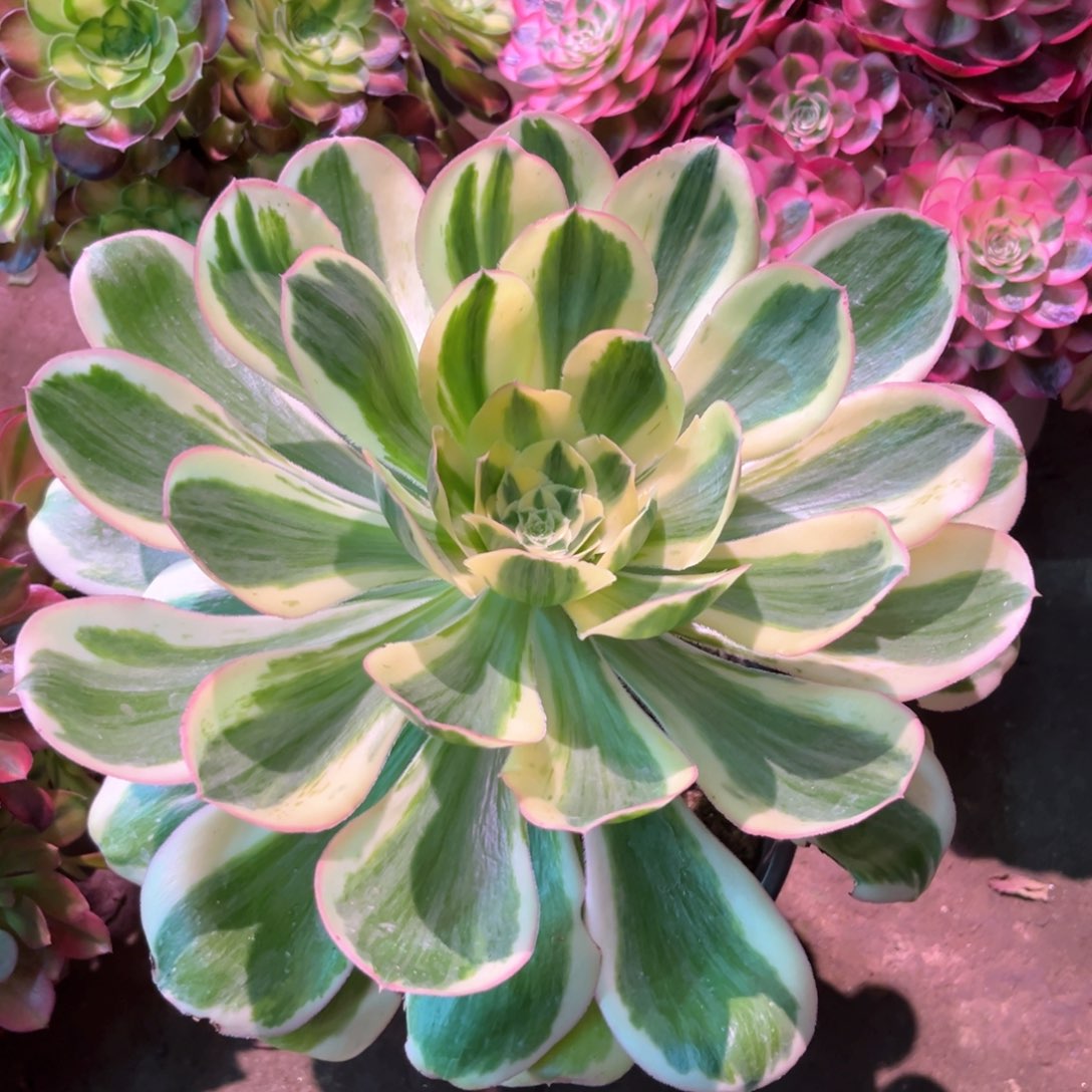 多肉植物燕姿燕姿